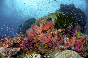 Colorful Fiji reefs by Andy Lerner 